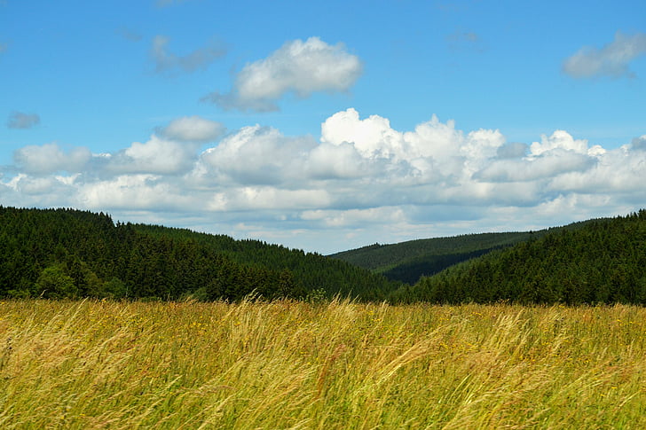 sky, clouds, trees, landscape