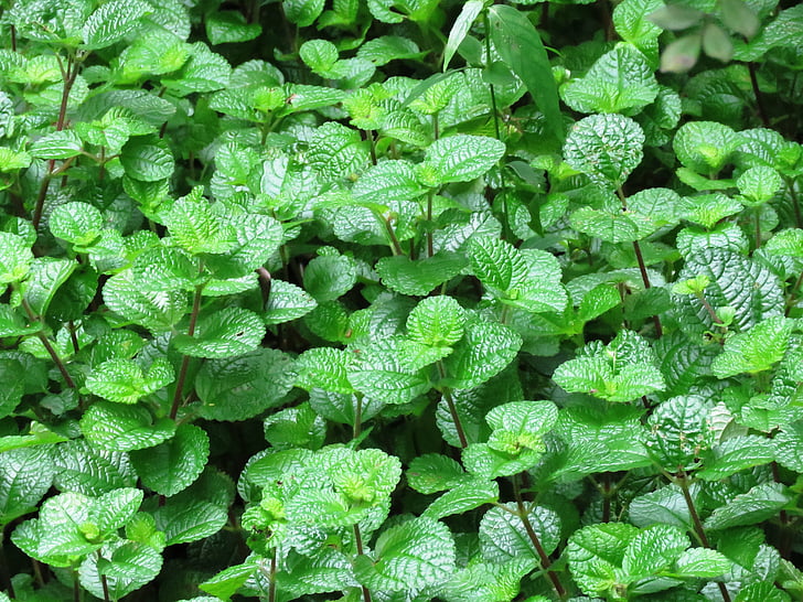 zaļa, Leaf, dārza, zaļas lapas, krāsa, fiziska, wallpaper-Download Photo