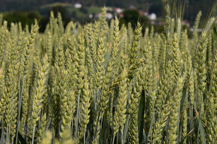 espiga de trigo, cereales, campo, agricultura, naturaleza, granja, cultivo