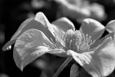 blossom, bloom, leaf, plant, black and white, clematis, white