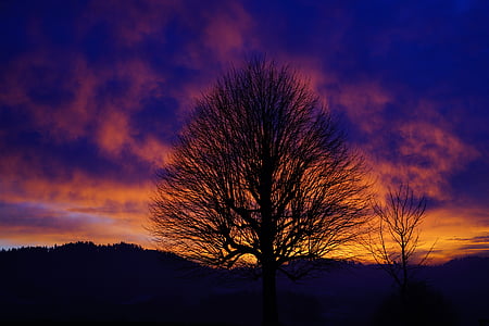 Sunset, puu, esteettinen, oksat, Heimo, yksinäinen puu, taivas