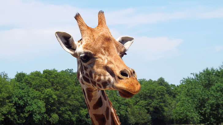 Giraffe, Zoo, Tier, Afrikanische, Park, Porträt, Safari