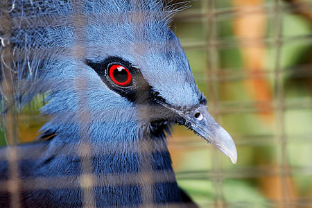 blu, incoronato, piccione, uccelli, rosso, occhi, blu profondo