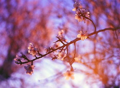 mekar, Blossom, cabang, Sakura, Flora, bunga, musim semi
