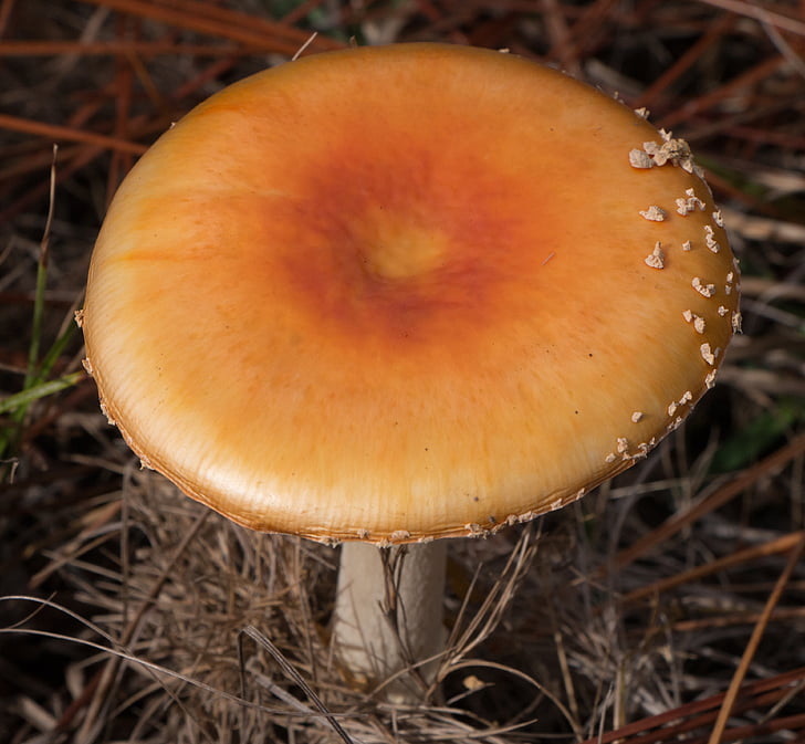mushroom, amanita muscaria, fly agaric, toadstool, cap, fungus, nature
