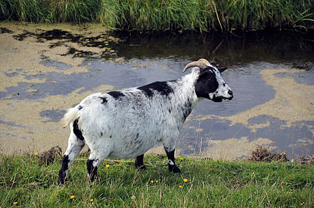 goat, farm, animal, mammal, domestic, milk, countryside
