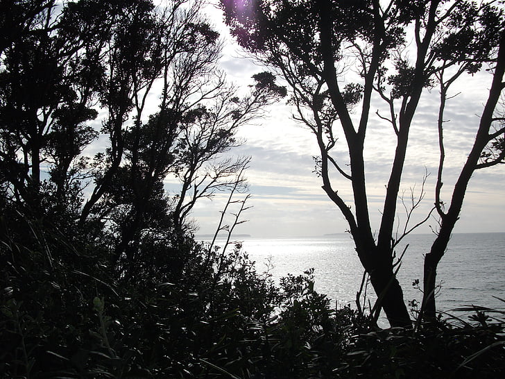 trees, ocean, sea, beach, water, sky, landscape