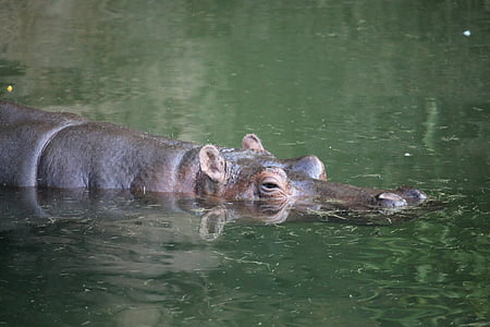 Hipopotam, wody, Hipopotam, Natura, dziki, zwierząt, Afryka