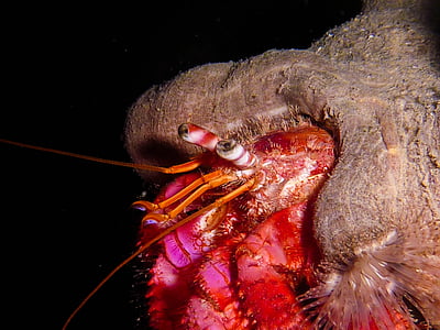 hermit crab, cancer, shellfish, crustacean, diving, underwater, close