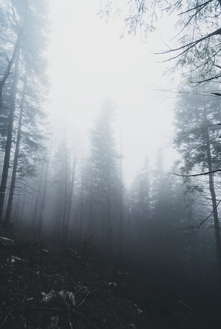 woods, forest, mountain, trees, plants, foggy, landscape