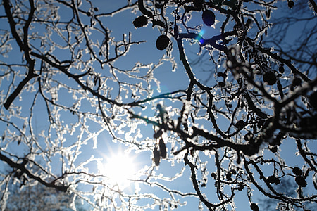 frost, ice, ripe, winter, nature, texture, branches