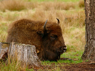 bison, semester, dröm, djur, Afrikas horn, lugn, parnokopytnyj