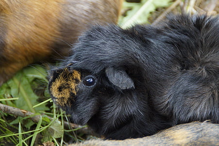Guinea pig, carina, roditore, animale domestico, piccolo animale, chiudere, coccolone