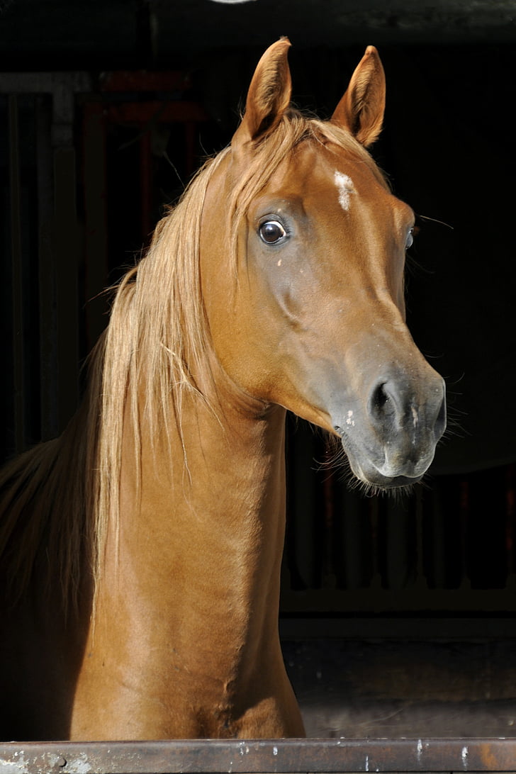hest, Thoroughbred arabiske, dyr, stall, opmærksomhed, Portræt, arabere
