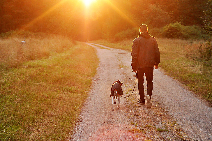 sunset, dog, owner, man, nature, sweden, outdoors