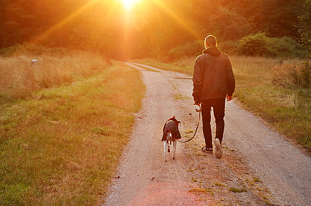 Sunset, hund, ejer, mand, natur, Sverige, udendørs