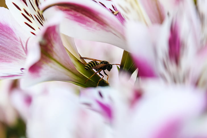 OSA, insekt, sommer, blomst, makro, natur, close-up