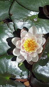 blanc, feuille de nénuphar, fleur