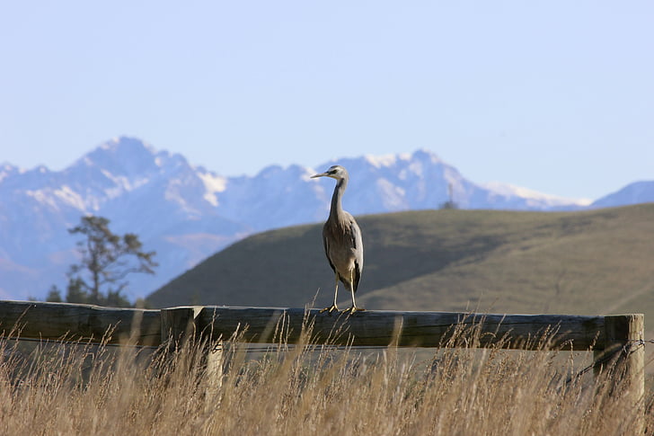 white-faced heron, bird, mountains, kaikoura, new zealand, nature, wildlife