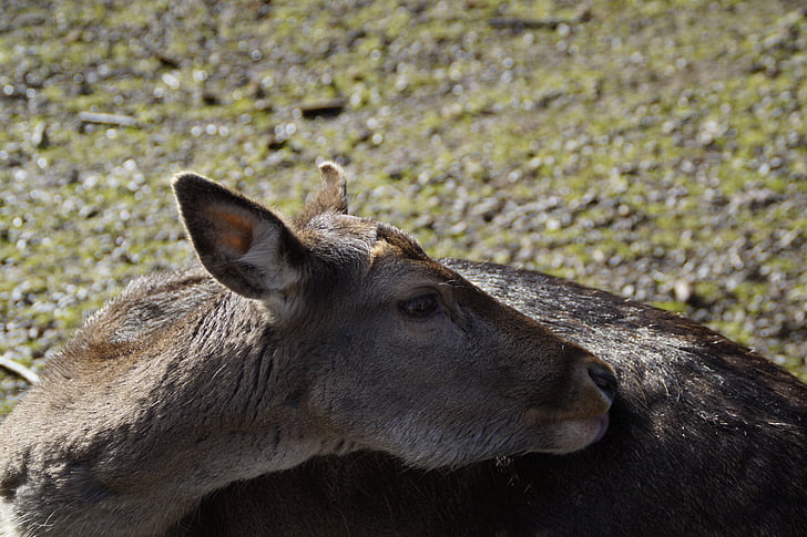 Roe deer, ricke, động vật, động vật có vú, rừng, Deer park, chân dung