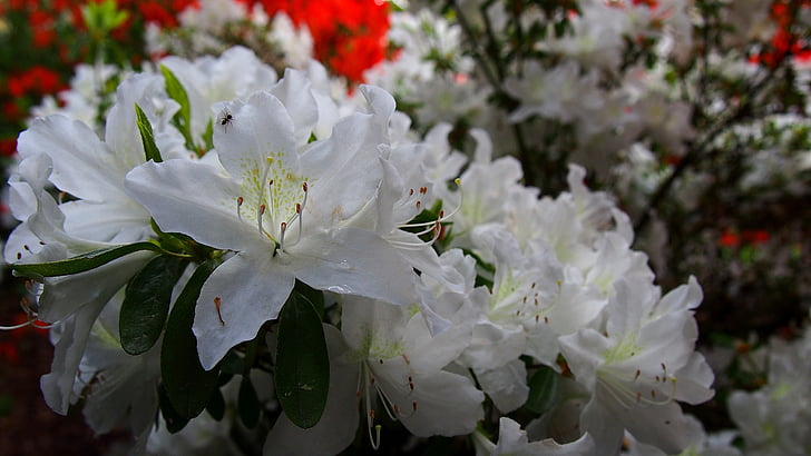 Azalee, Blume, weiß, Natur, Frühling, Anlage, Blüten