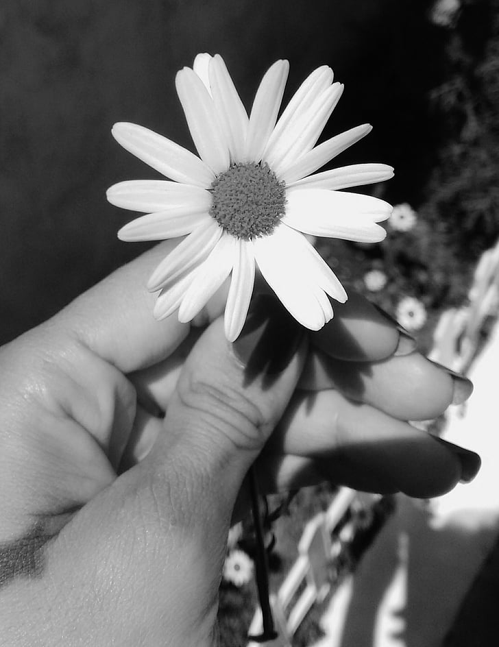 Margarita, rukama, zahrada, černá a bílá, květ
