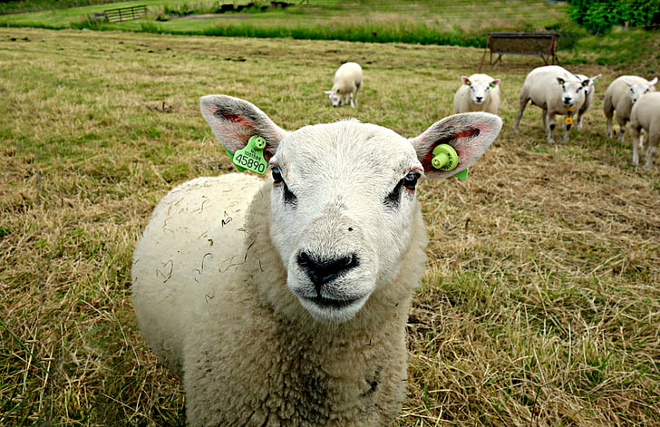 con cừu, động vật, động vật nông trại, Len, sữa cừu, cừu phô mai, tai tags