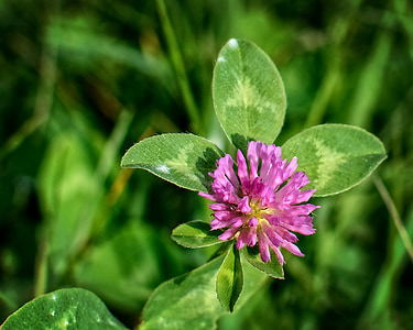 Πάουλ Κλέε, Trifolium, δειγμένο λουλούδι, κόκκινο τριφύλλι, κτηνοτροφικών φυτών, ροζ, Λιβάδια φυτά