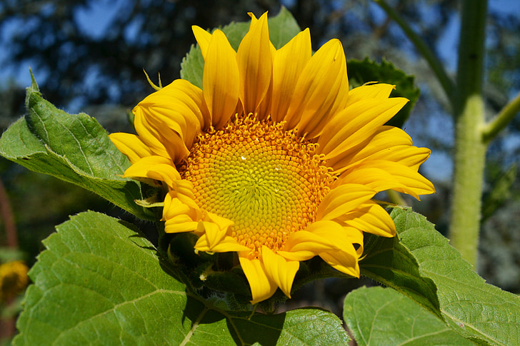 Sonnenblume, Tautropfen, Helianthus annuus, gelbe Blume, Blume, gelb, Asteraceae