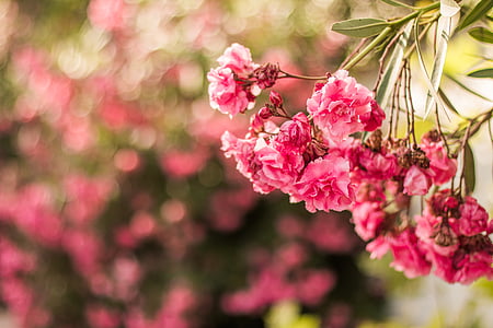 pink, flower, bokeh, garden, nature, field, outdoor