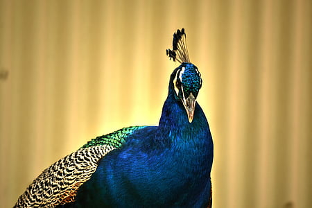 Peacock, kleurrijke, vogel, natuur, veer, dier, multi gekleurd