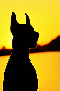Dobermanas, siluetas, fejkép, šuo, saulėtekio