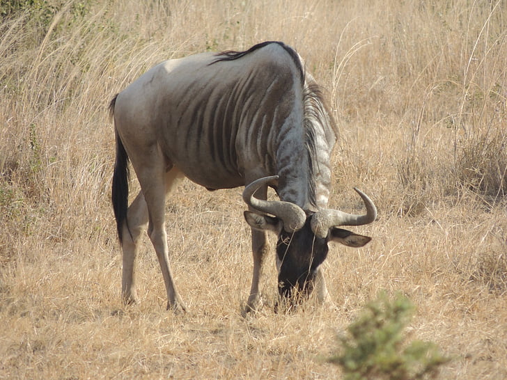 wildebeest, africa, wildlife, nature, wild, animal, safari
