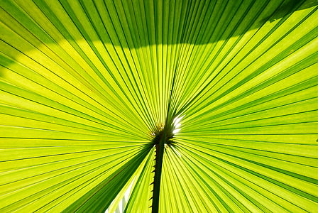 pohon palem, daun kelapa, Palm, hijau, daun, tanaman, latar belakang