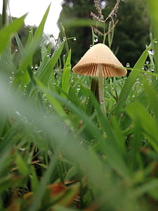 mushroom, fairy ring, toadstool, fungi, dew, droplets, grass