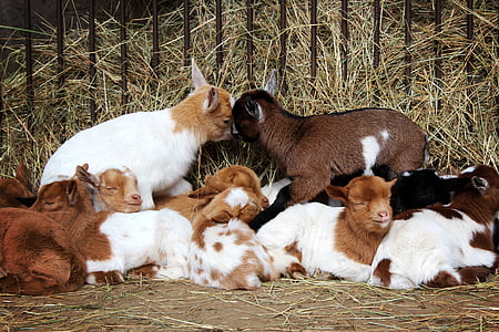 cabres, animals, nadó de cabra, animal, cria, nens, migdiada