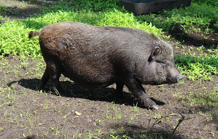 babi miniatur, babi, babi domestik, babi domestik, hewan, cangkir babi, dunia hewan