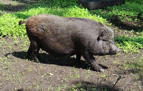 миниатюрные свиньи, свинья, Домашняя свинья, домашних свиней, животное, чашка свинья, Животный мир