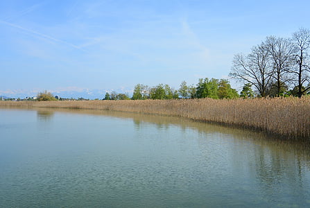 landscape, reed, bank, lake, nature, water, rest