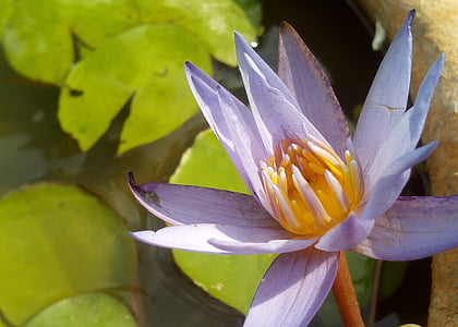 Lótusz levél, Lotus, vízinövények, virágok, Lotus-tó, lila lotus, Lotus medence