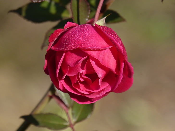 Rosa, Rocio, kvet sviežosť, Rosebush, kvet, Príroda, krása v prírode