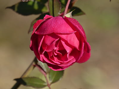 Rosa, Rocio, frescura de flor, roseira, flor, natureza, beleza na natureza