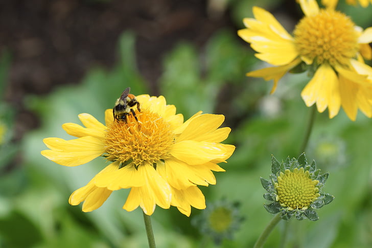 daisy, bee, yellow, flower, pollen, spring
