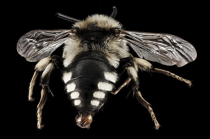 abelha, inseto, macro, montado, retrato, natureza, vida selvagem
