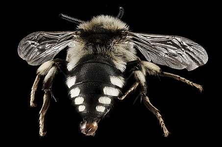 včela, hmyz, makro, namontován, portrét, Příroda, volně žijící zvířata
