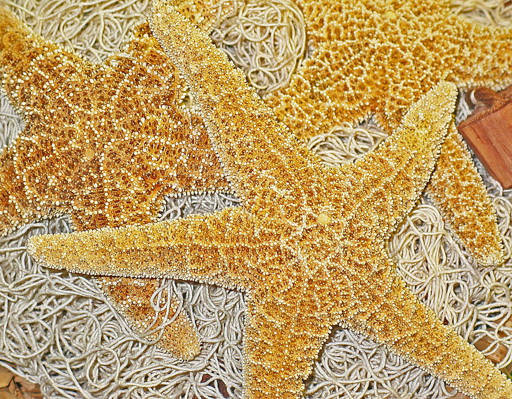 Deco, morska zvijezda, mreža za ribolov, dekoracija, sušene, priroda, prikupiti