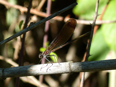 Dragonfly, musta, haara, merkki, hyönteiset, Puutarha, Park
