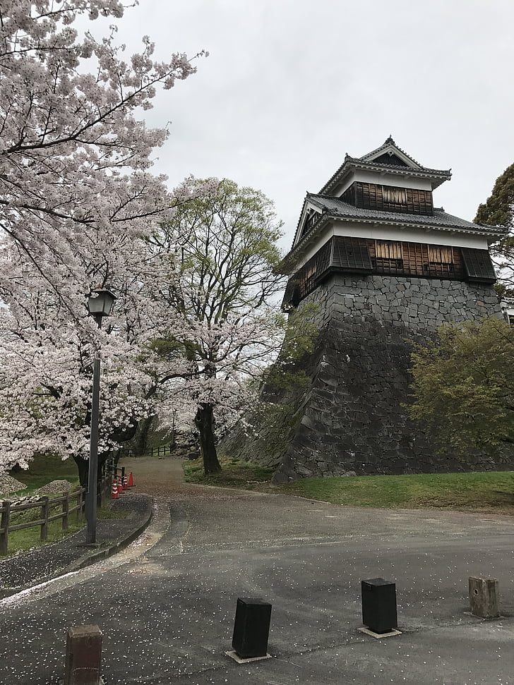 roza, cherryblossom, Sakura, cvijet, Kumamoto, dvorac, proljeće