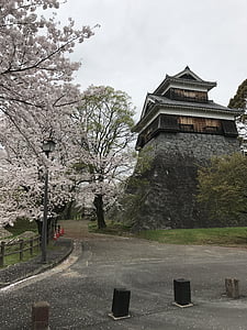 pink, cherryblossom, sakura, flower, kumamoto, castle, spring