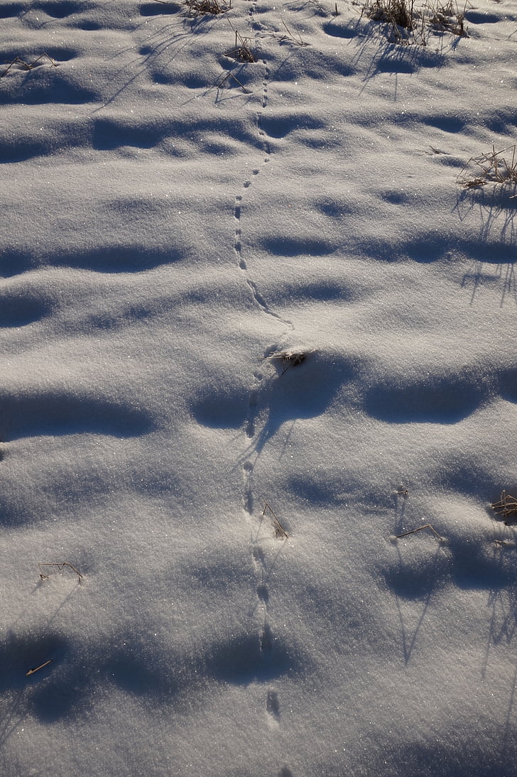 snow, winter, footprints, animals, go, bed, snow landscape